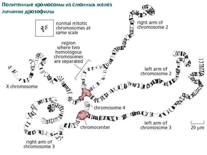 Политенные хромосомы из слюнных желез личинки дрозофилы 