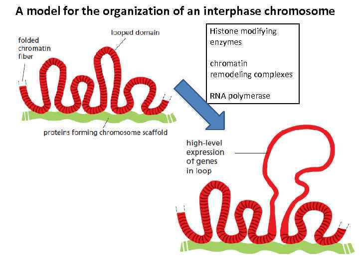 A model for the organization of an interphase chromosome Histone modifying enzymes chromatin remodeling