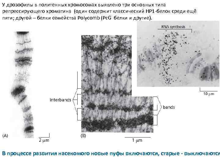 У дрозофилы в политенных хромосомах выявлено три основных типа репрессирующего хроматина (один содержит классический