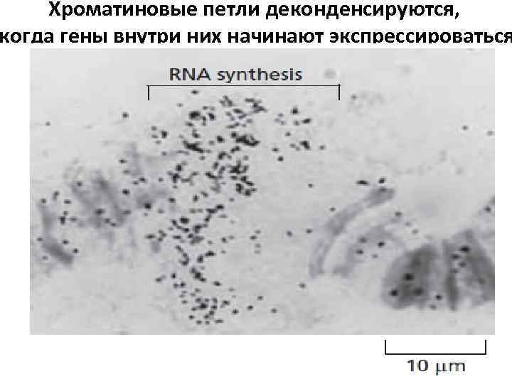 Хроматиновые петли деконденсируются, когда гены внутри них начинают экспрессироваться 