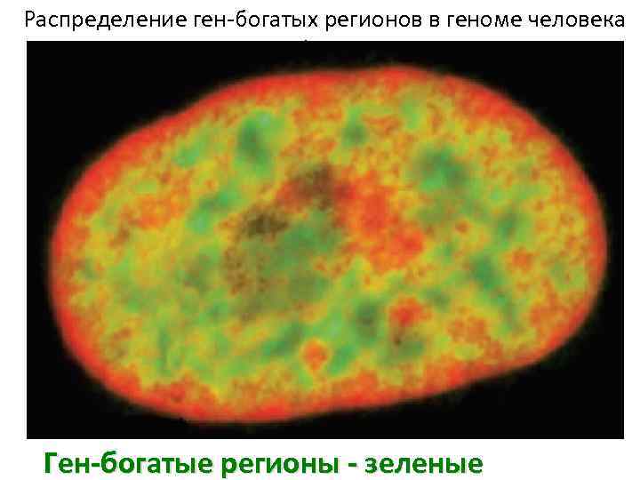 Распределение ген-богатых регионов в геноме человека в интерфазном ядре Ген-богатые регионы - зеленые 