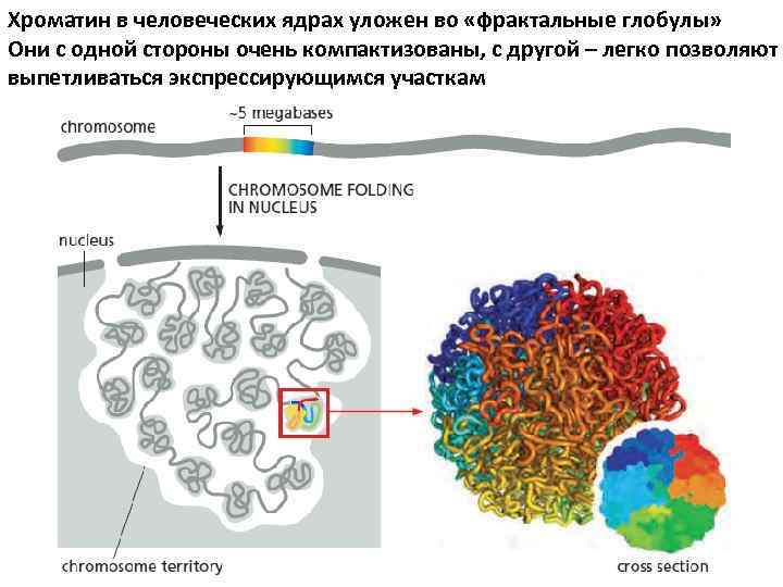 Хроматин в человеческих ядрах уложен во «фрактальные глобулы» Они с одной стороны очень компактизованы,