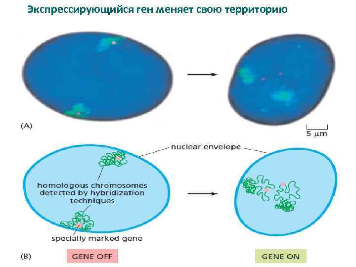 Экспрессирующийся ген меняет свою территорию 