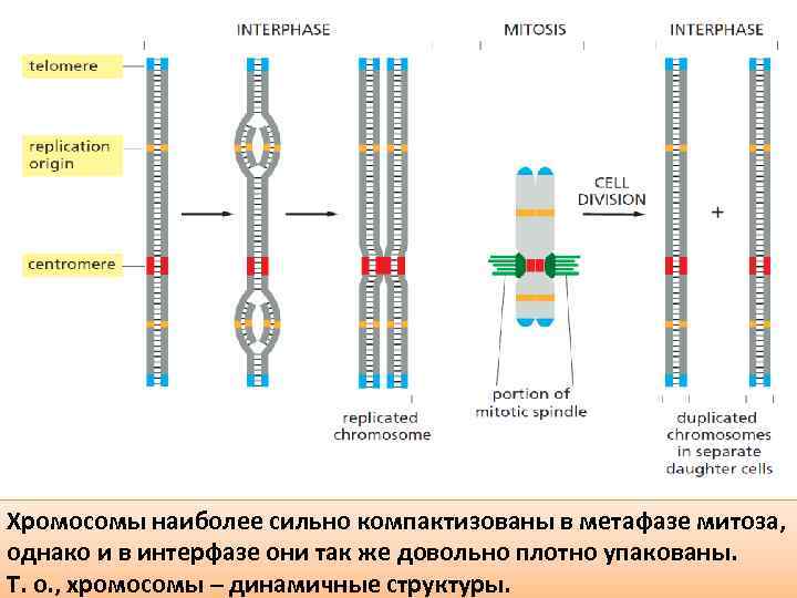 Хромосомы наиболее сильно компактизованы в метафазе митоза, однако и в интерфазе они так же