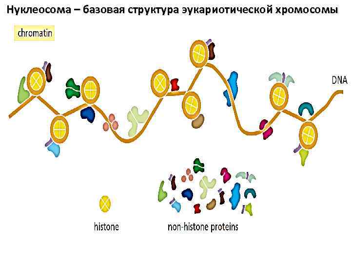 Нуклеосома – базовая структура эукариотической хромосомы 