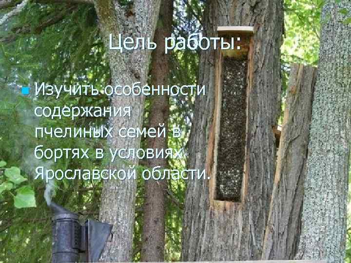 Цель работы: n Изучить особенности содержания пчелиных семей в бортях в условиях Ярославской области.