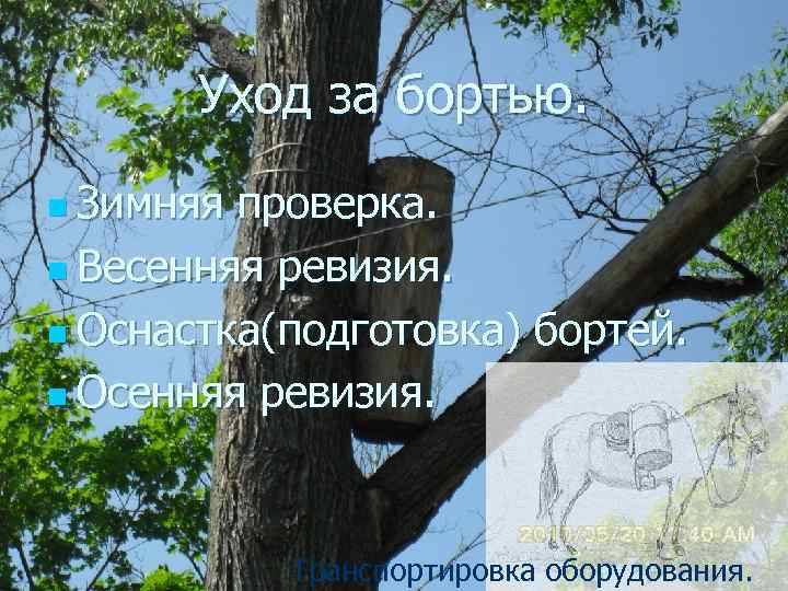 Уход за бортью. n Зимняя проверка. n Весенняя ревизия. n Оснастка(подготовка) бортей. n Осенняя