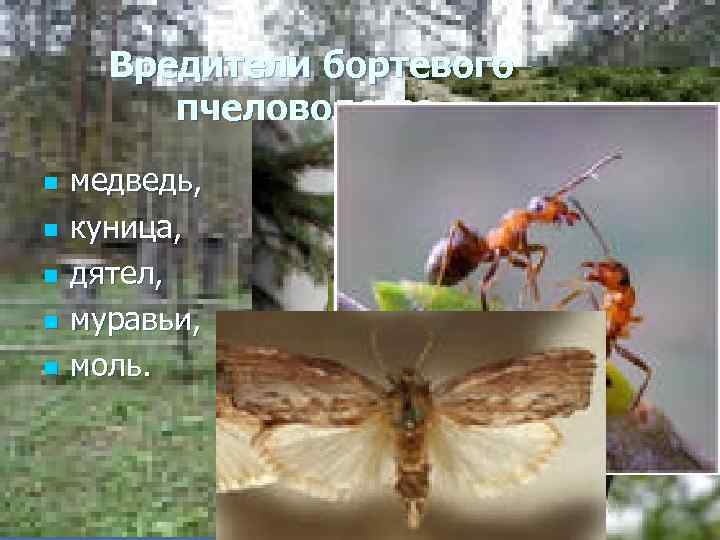 Вредители бортевого пчеловодства. n n n медведь, куница, дятел, муравьи, моль. 