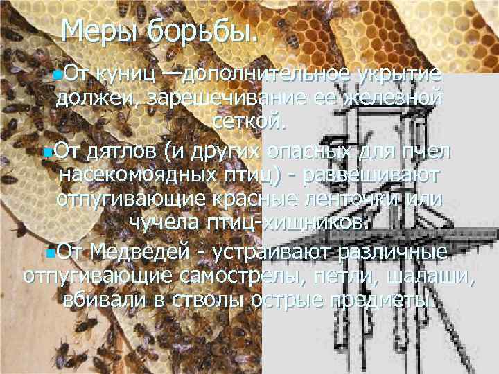 Меры борьбы. n. От куниц —дополнительное укрытие должеи, зарешечивание ее железной сеткой. n. От