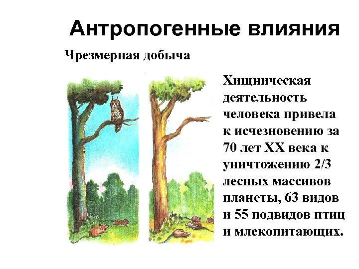 Антропогенные влияния Чрезмерная добыча Хищническая деятельность человека привела к исчезновению за 70 лет XX