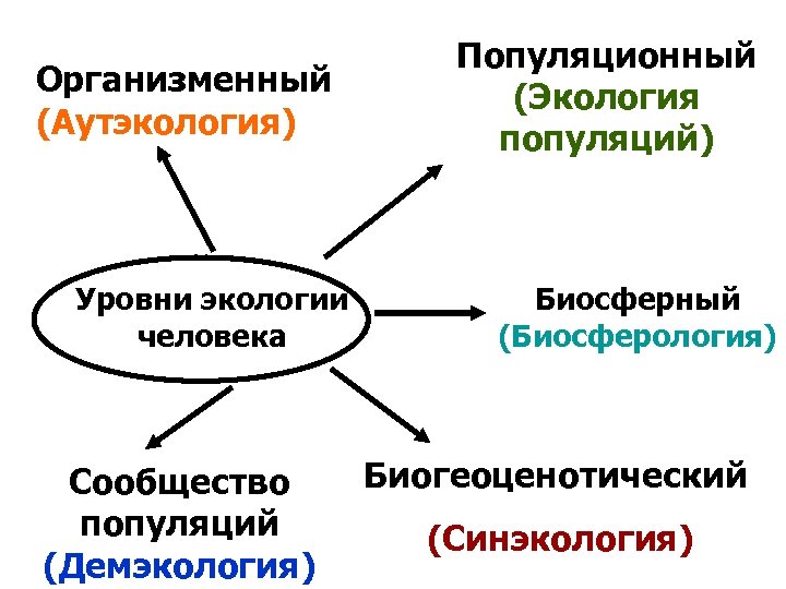 Уровни экологии. Демэкология уровень организации. Аутэкология какой уровень организации. Аутэкология синэкология популяционная экология. Аутэкология изучает организменный уровень.