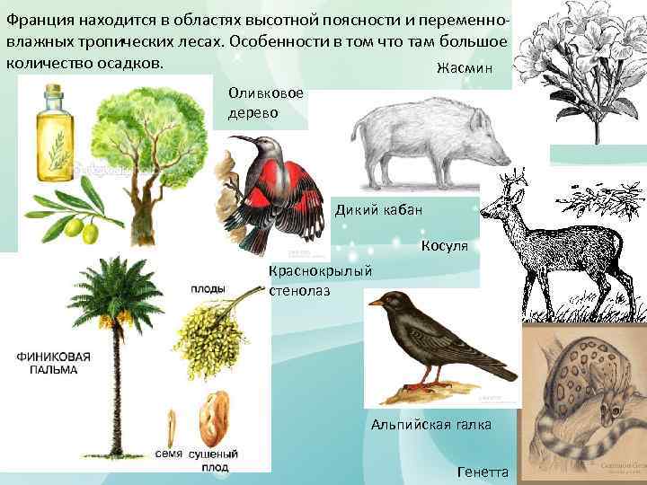 Франция находится в областях высотной поясности и переменновлажных тропических лесах. Особенности в том что