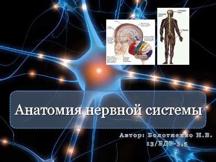 Анатомия нервной системы 