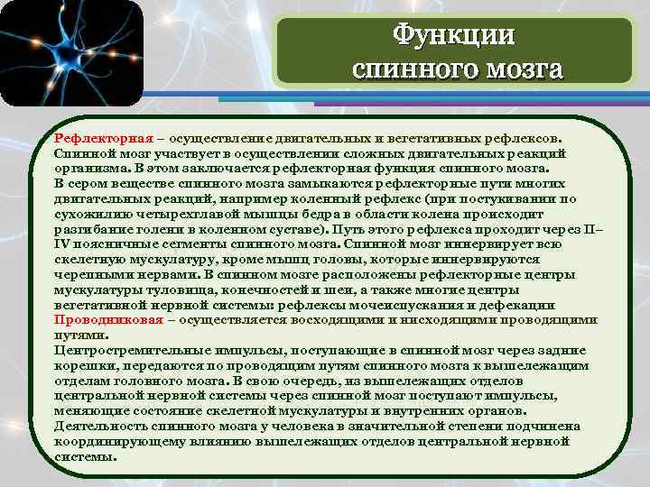 Функции спинного мозга Рефлекторная – осуществление двигательных и вегетативных рефлексов. Спинной мозг участвует в