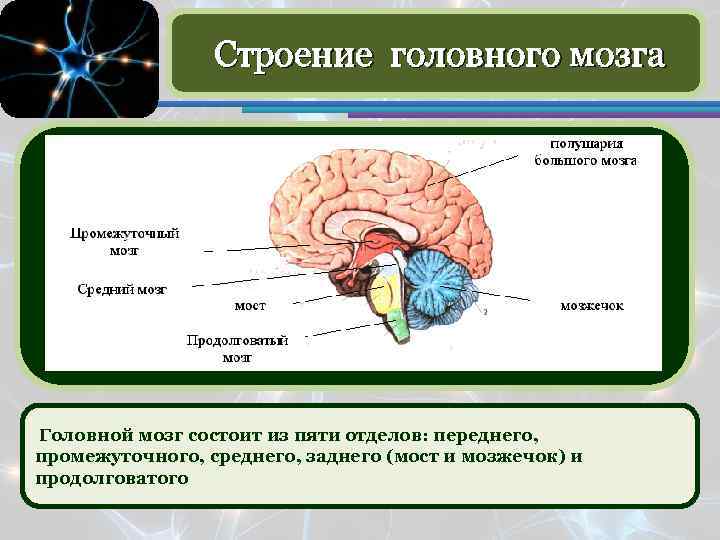 Какие отделы головного мозга выделяют. Головной мозг передний средний задний мозг. Отделы головного мозга расположение строение функции. Строение головного мозга человека схема с описанием. Головной мозг биология 8 класс.