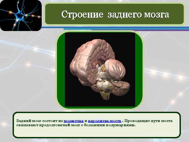 Строение заднего мозга Задний мозг состоит из мозжечка и варолиева моста. Проводящие пути моста