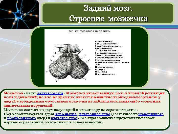 Мозжечок особенности строения