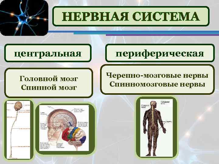 Периферическая нервная система 8 класс презентация - 83 фото