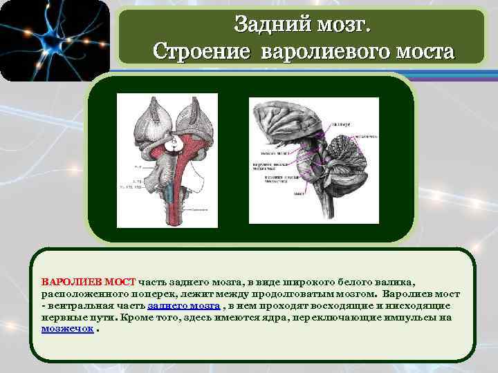 Задний мозг выполняемые функции. Строение мозга варолиев мост. Варолиев мозг анатомия. Варолиев мост анатомия. Задний мозг варолиев мост.