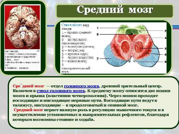 Средний мозг. Отделы среднего мозга. К среднему мозгу относятся.