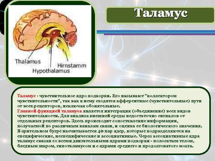 Функции таламуса промежуточного мозга. Строение таламуса кратко. Таламус строение и функции кратко. Функции таламуса мозга. Анатомия и физиология таламуса.