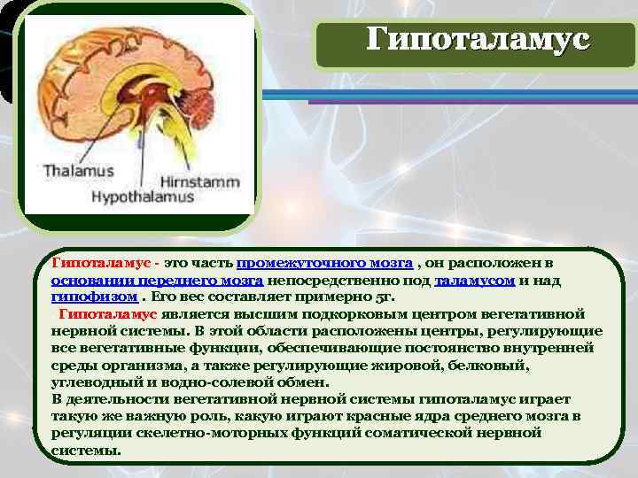 Что такое таламус. Промежуточный мозг таламус гипоталамус строение и функции. Функции таламуса промежуточного мозга. Функции гипоталамуса головного мозга. Участие в регуляции функций промежуточный мозг гипоталамус.
