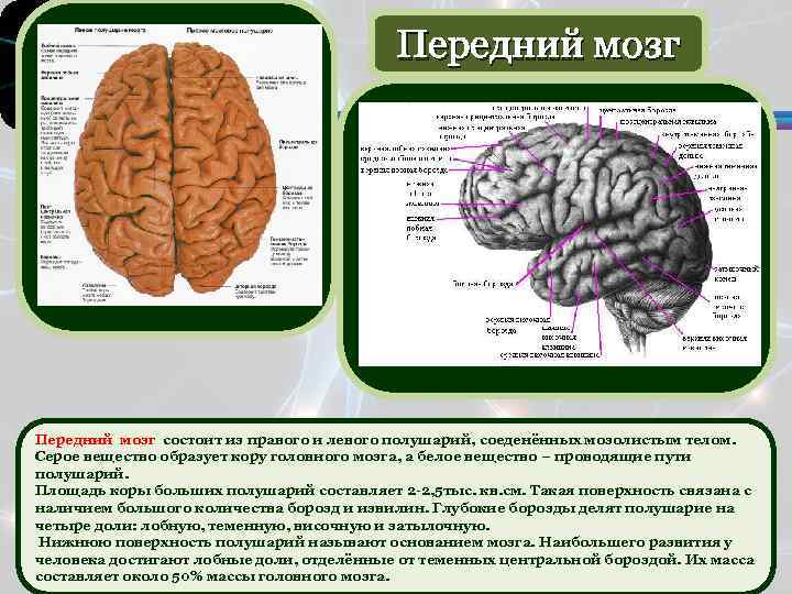 Каким веществом образован передний мозг. Передний мозг состоит из. Местоположение переднего мозга. Передний мозг мозг. Передний мозг расположение.