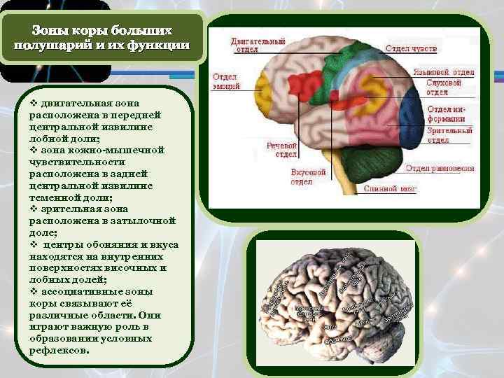 Функции коры больших полушарий головного мозга таблица. Кора головного мозга функции таблица. Таблица зоны коры головного мозга доли. Зоны коры больших полушарий головного мозга и их функции таблица.