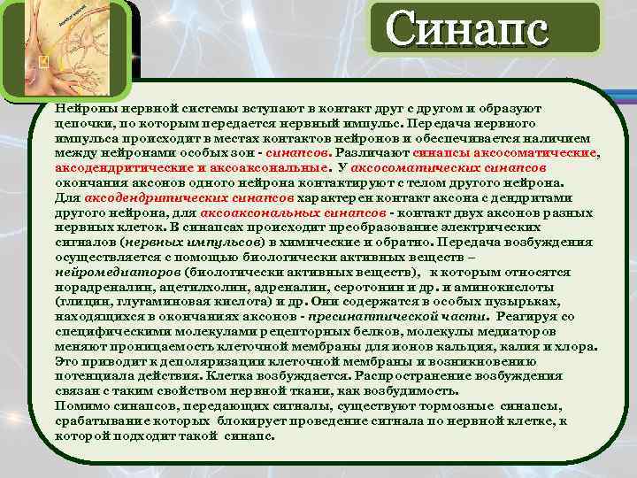 Синапс Нейроны нервной системы вступают в контакт друг с другом и образуют цепочки, по