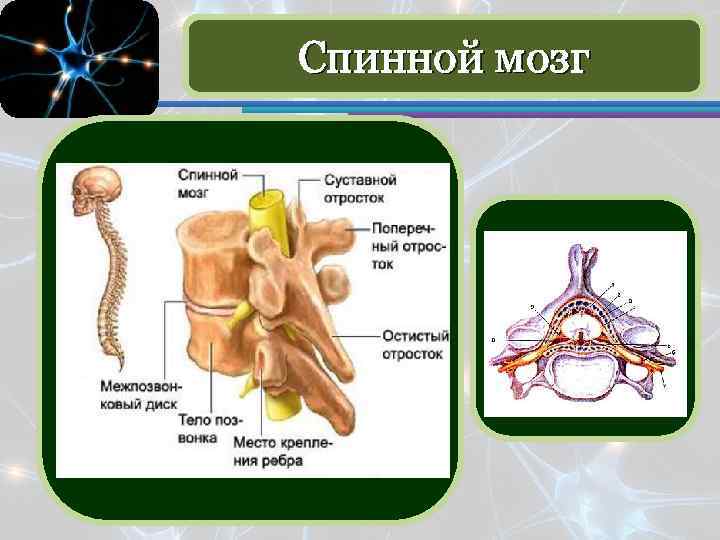 Спинной мозг 
