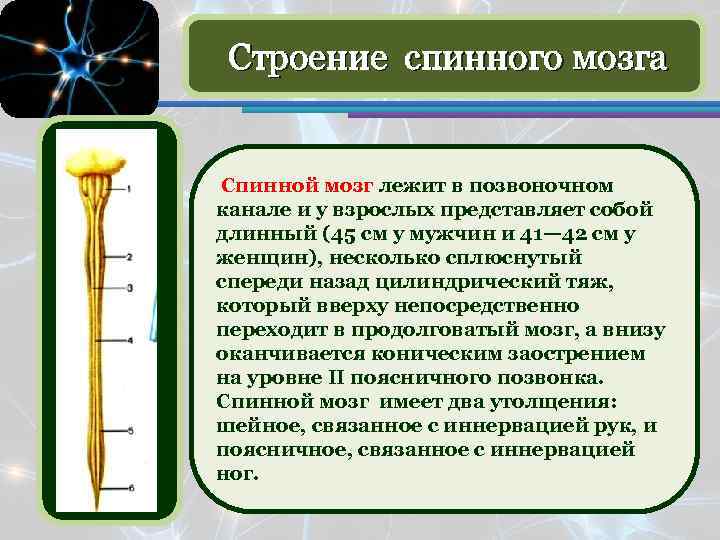 Строение спинного мозга Спинной мозг лежит в позвоночном канале и у взрослых представляет собой