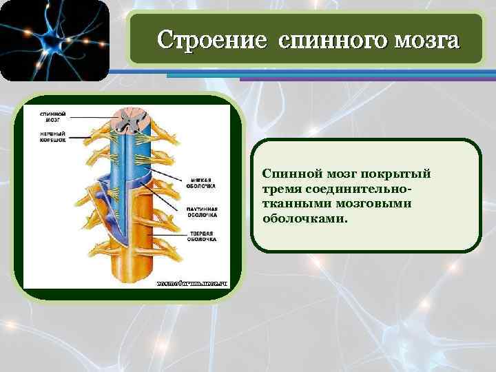 Строение спинного мозга Спинной мозг покрытый тремя соединительнотканными мозговыми оболочками. 