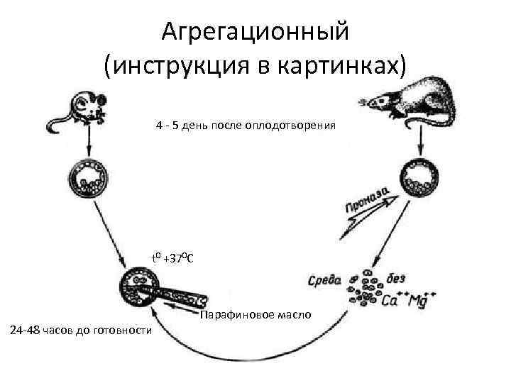 Агрегационный (инструкция в картинках) 4 - 5 день после оплодотворения t 0 +370 С