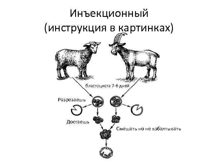 Создание химер. Инъекционный метод получения химер. Агрегационный метод получения химер. Химеры клеточная инженерия. Метод получения химерных животных.