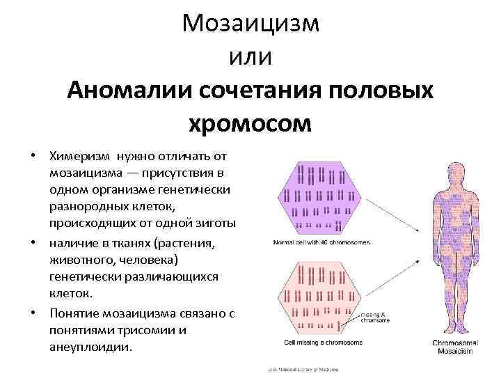 Мозаицизм. Мозаицизм геномные мутации. Генетический мозаицизм генетика. Мозаицизм хромосомный у человека. Мозаичные формы хромосомных болезней.