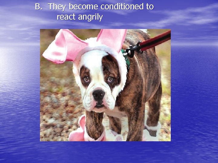 B. They become conditioned to react angrily 