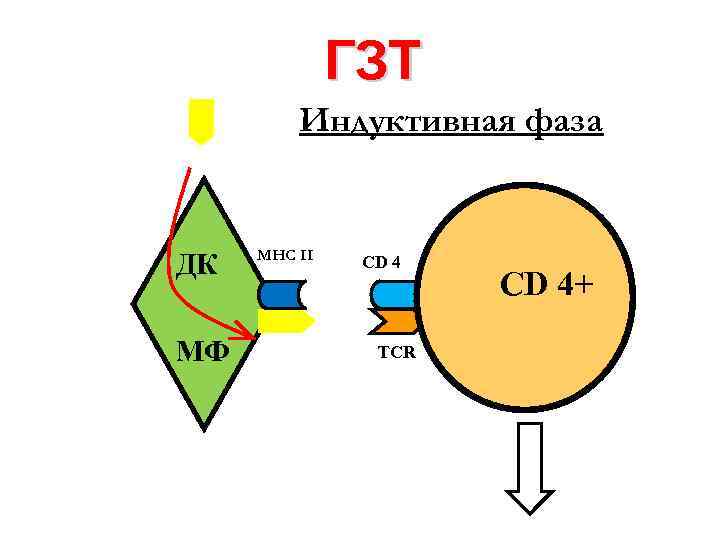 ГЗТ Индуктивная фаза ДК МФ MHC II CD 4 TCR CD 4+ 