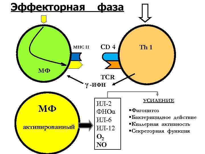 Эффекторная MHC II МФ фаза CD 4 Th 1 TCR γ -ИФН МФ активированный