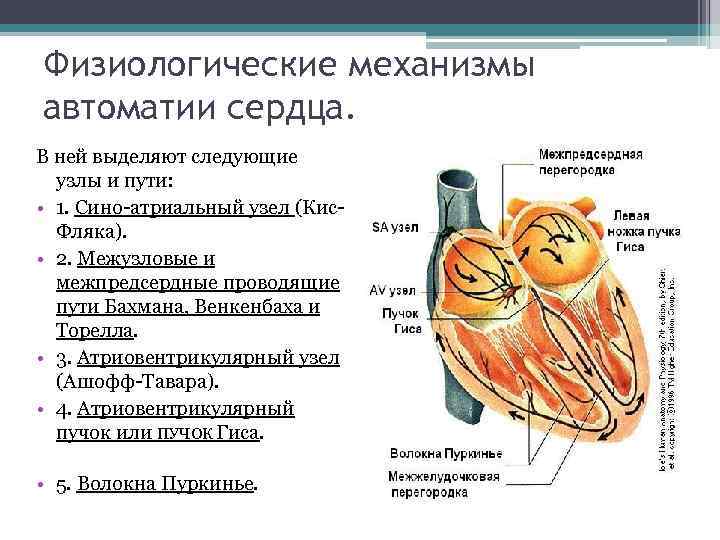 Механизм автоматии сердца презентация