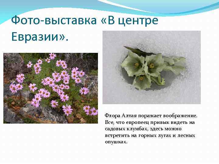 Фото-выставка «В центре Евразии» . Флора Алтая поражает воображение. Все, что европеец привык видеть