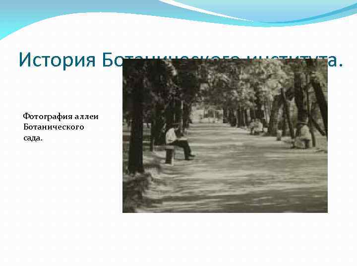 История Ботанического института. Фотография аллеи Ботанического сада. 
