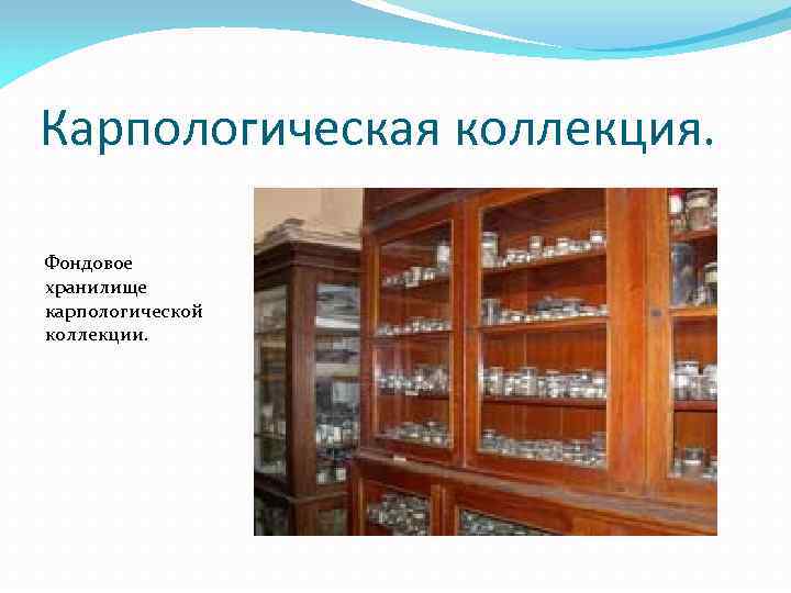 Карпологическая коллекция. Фондовое хранилище карпологической коллекции. 