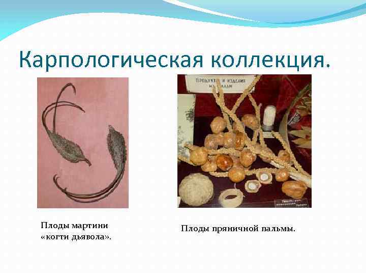 Карпологическая коллекция. Плоды мартини «когти дьявола» . Плоды пряничной пальмы. 