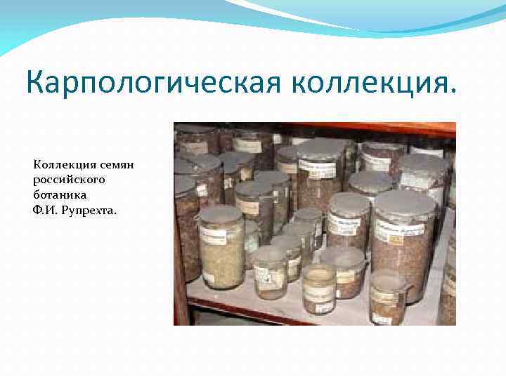 Карпологическая коллекция. Коллекция семян российского ботаника Ф. И. Рупрехта. 