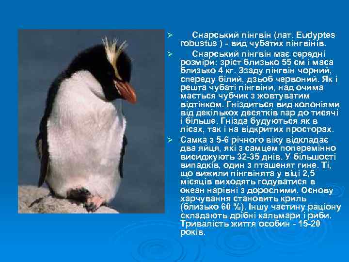  Снарський пінгвін (лат. Eudyptes robustus ) - вид чубатих пінгвінів. Ø Снарський пінгвін