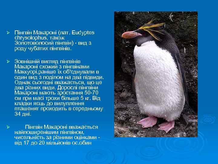 Ø Пінгвін Макароні (лат. Eudyptes chrysolophus, також Золотоволосий пінгвін) - вид з роду чубатих