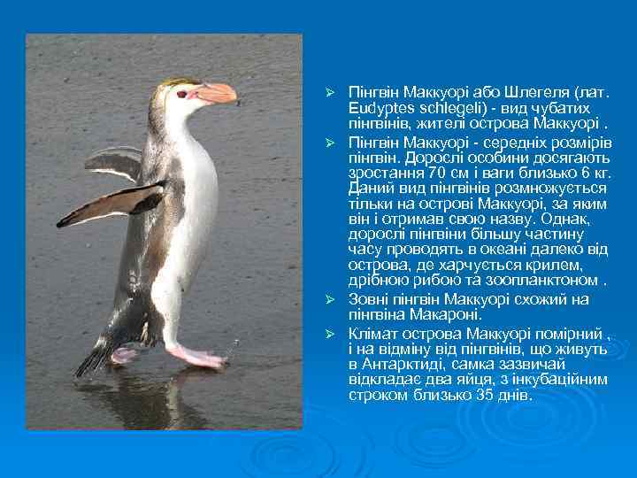 Ø Ø Пінгвін Маккуорі або Шлегеля (лат. Eudyptes schlegeli) - вид чубатих пінгвінів, жителі