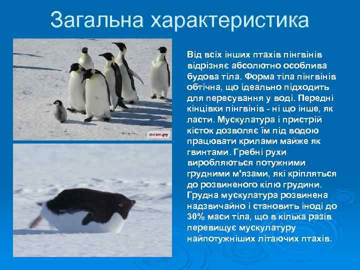 Загальна характеристика Від всіх інших птахів пінгвінів відрізняє абсолютно особлива будова тіла. Форма тіла