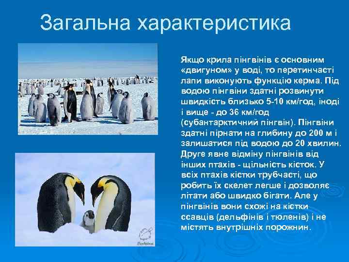 Загальна характеристика Якщо крила пінгвінів є основним «двигуном» у воді, то перетинчасті лапи виконують