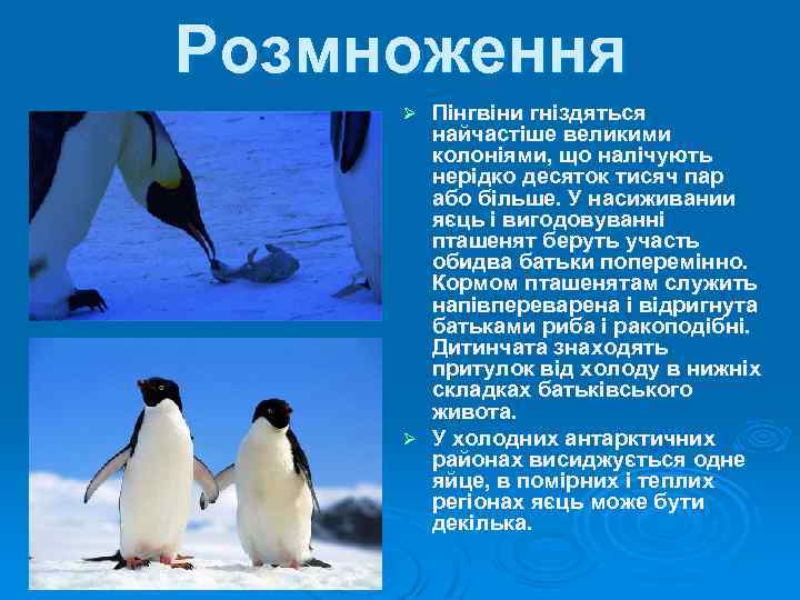 Розмноження Пінгвіни гніздяться найчастіше великими колоніями, що налічують нерідко десяток тисяч пар або більше.